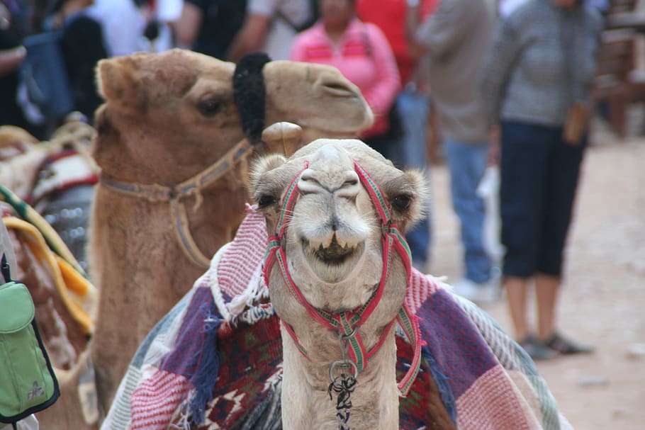 camel, petra, smile, domestic animals, mammal, pets, domestic, focus on foreground, incidental people, one animal