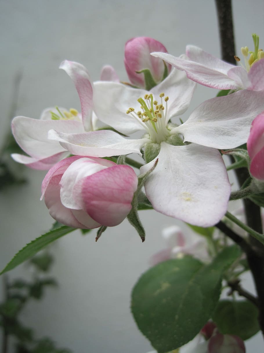 Apple Blossoms, Spring, Pink, Putih, pink dan putih, alam, pohon apel, catatan publik, putik, kuncup