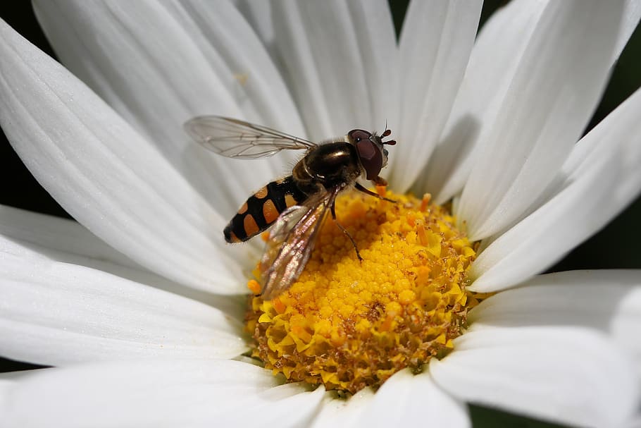 hoverfly, flower fly, syrphid fly, pollination, insect, animal, daisy, flower, garden, nature
