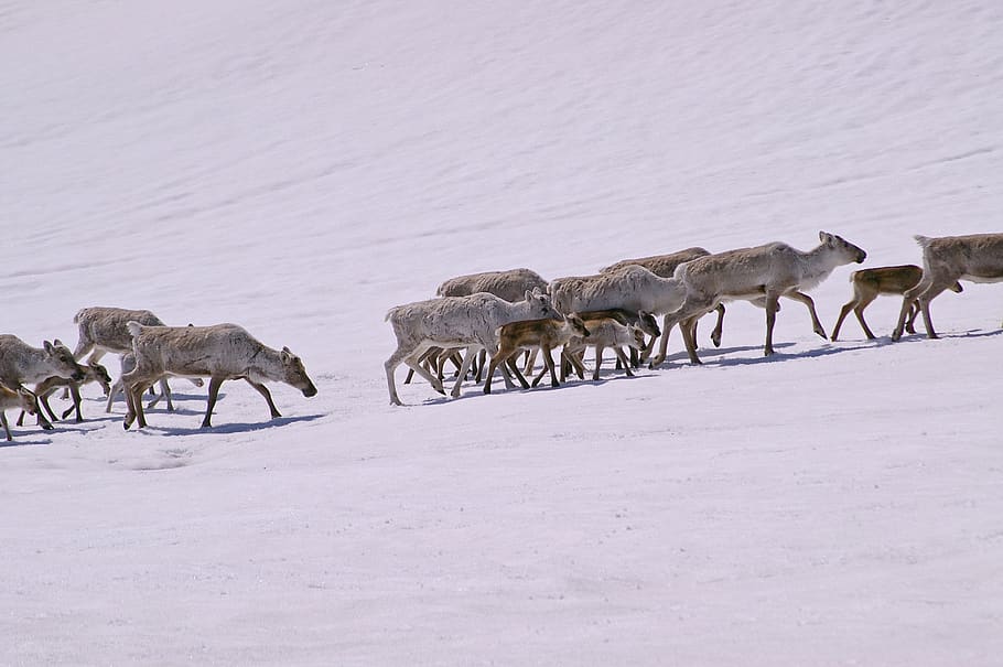 reindeer, norway, nature, snow, mammal, pack, landscape, fur, pack animal, graze