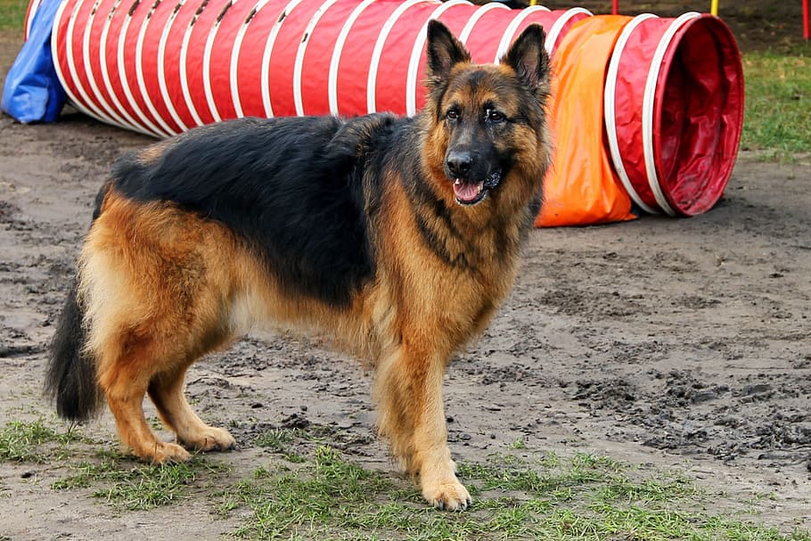 adult, black, tan, german shepherd, red, agility tunnel, dog, schäfer dog, animal, old german shepherd dog