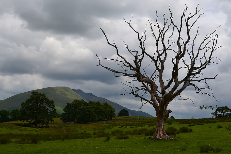 brown, baretree, mountain, dead tree, stormy sky, nature, landscape, scenic, natural, scenery