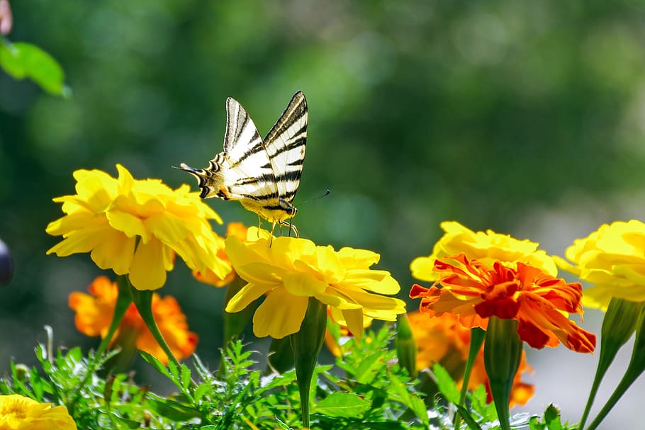 Flowers, Marigold, Butterfly, Colors, silhouette, moth, insects, butterflies, flower, plant