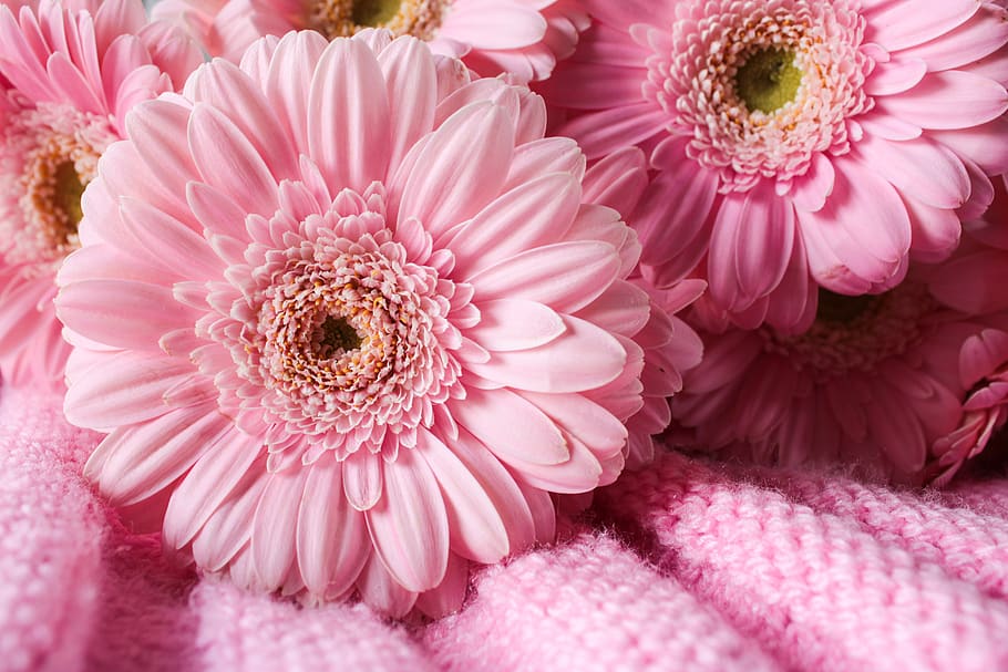 gerbera, pink, flower, feeling, nature, tenderness pink, daisy, tree,  plant, color | Pxfuel