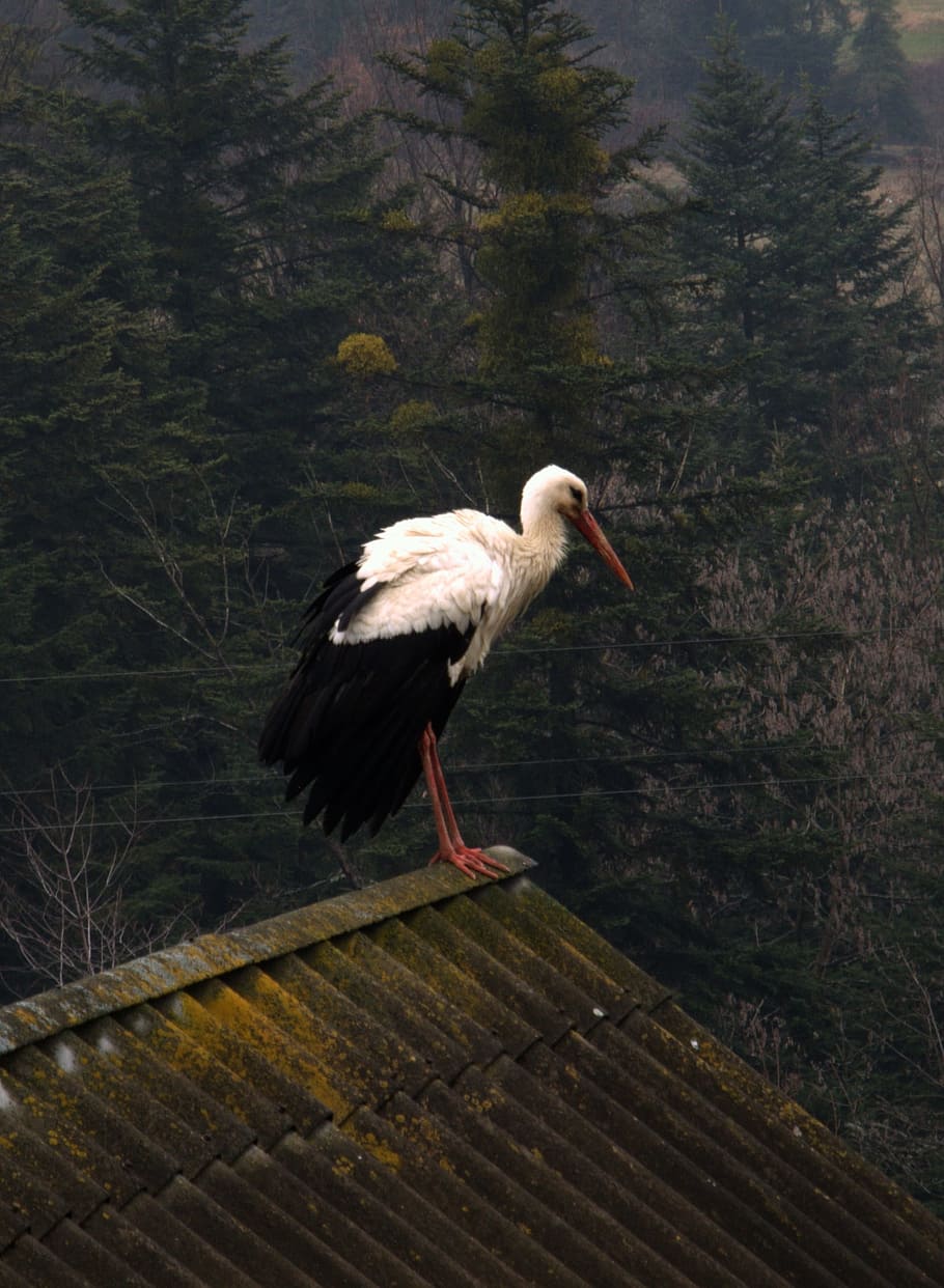 Stork, Bird, Nature, Spring, Poland, black stork, mountains, animal wildlife, animals in the wild, one animal