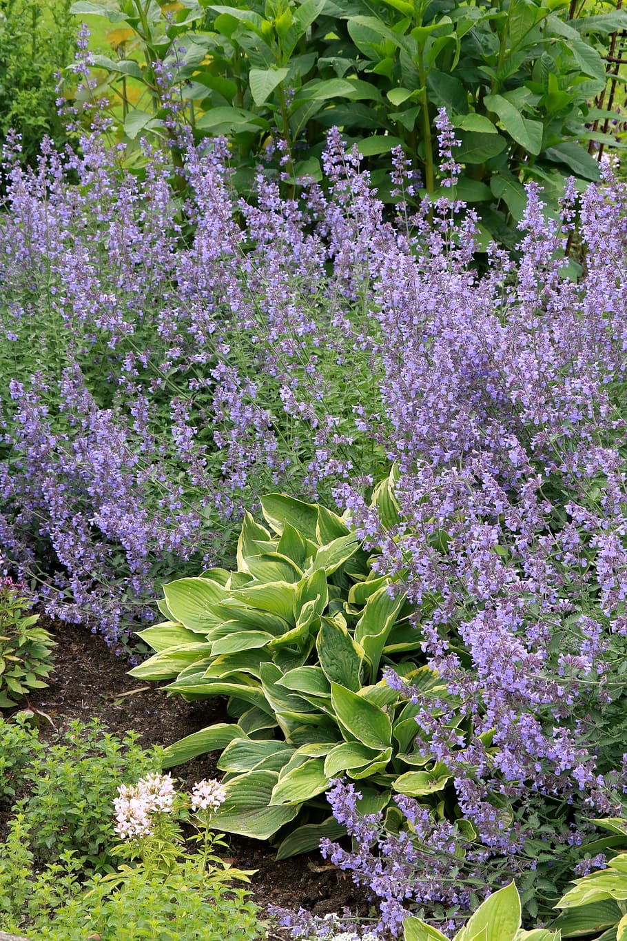 lavanda, púrpura, flores, violeta, hierbas, verde, provenza, flora, aroma, hierba