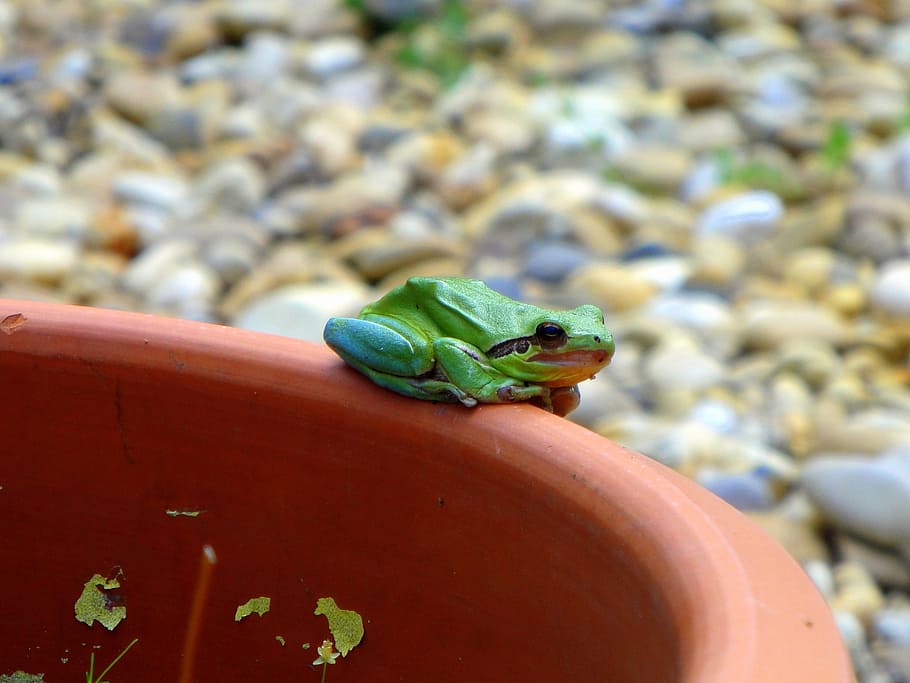 frog, green frog, amphibian, green, animal, nature, wildlife, jump, toad, ecology