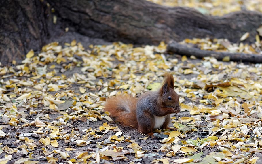 squirrel, pet, brown, white, line, thick, cute, eating, ground, forest