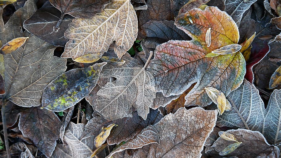 heladas, otoño, frío, naturaleza, hojas, congelados, mañana, gelatina, hielo, parte de la planta