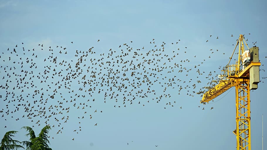 flock of birds, crane, fly, bird migration, migratory birds, departure, rallying point, clear sky, sky, motion
