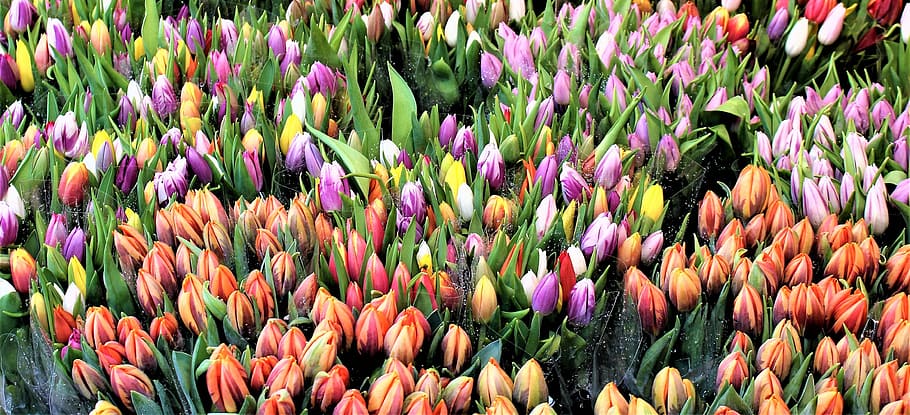 tulips, flowers, flower bouquet, tulip, bouquet, spring, flower, colorful, the flower market, blomsterförsäljning