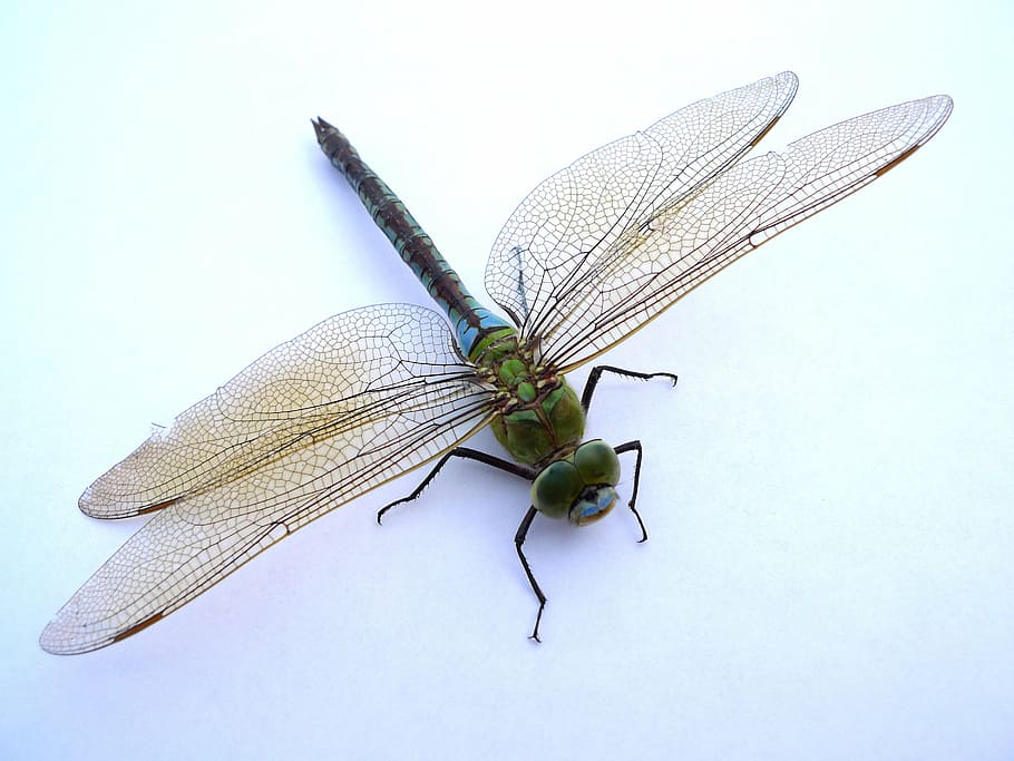 green, dragonfly, white, background, insect, close, flight insect, wing, wand dragonfly, animal