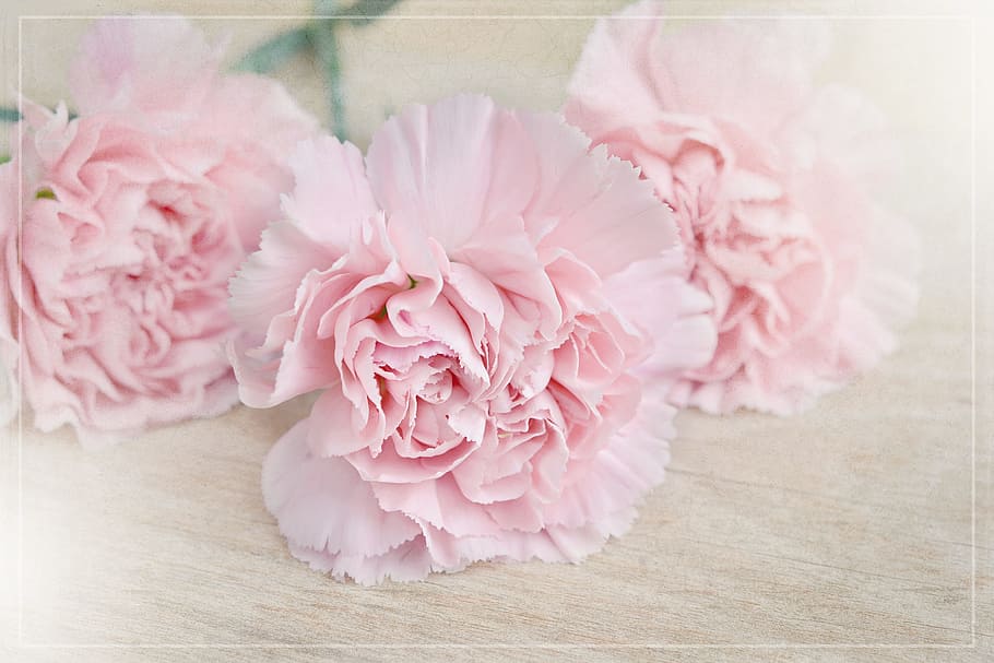 three, pink, petaled flowers, bloom, flowers, cloves, carnation pink, petals, schnittblume, tender