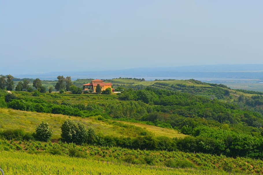 vineyard, landscape, home, wine, grapes, viticultural, hill, scenics - nature, plant, land