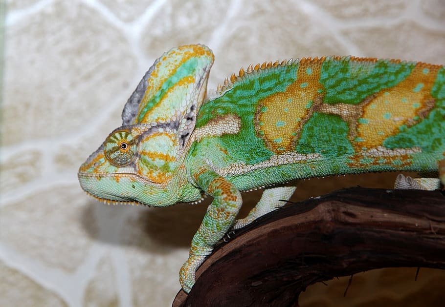 chameleon, chamaeleo calyptratus, yemen chameleon, common chameleon, veiled chameleon, nature, animals, exotarium, lizard, green