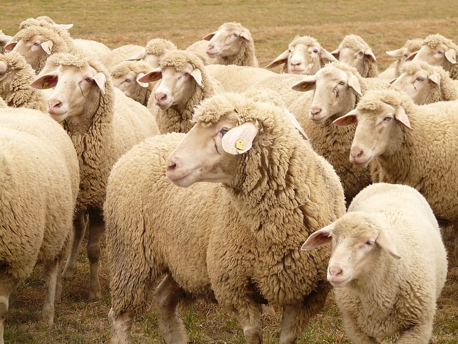 herd, brown, sheeps, Flock, Sheep, flock of sheep, herd animal, pasture, animals, sheep's wool