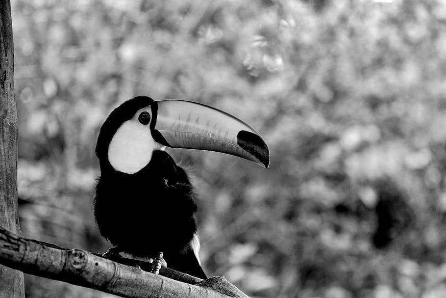 toucan, safari, africa, zoo, wildlife, animal, bird, natural, feather, the beak