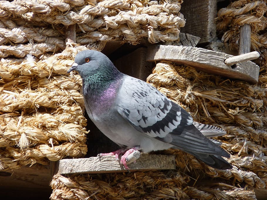 dove, dovecote, bird, animal, bill, feather, tail, head, construction, nest