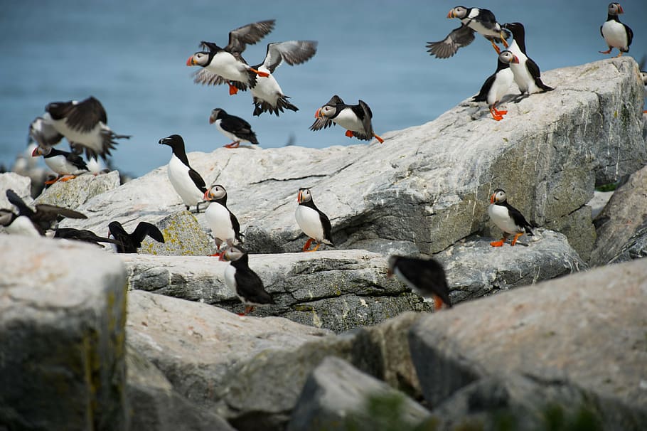 penguins in rock, bird, beak, feather, animal, fly, dom, clouds, sky, water