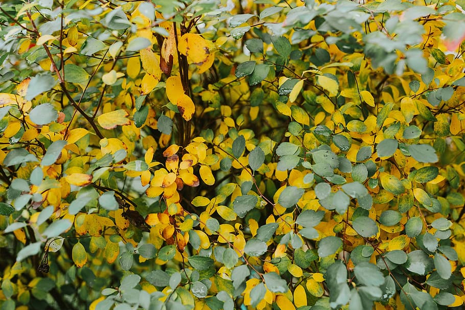 黄色の葉, 黄色, 葉, 背景, 緑, 茶色, ブッシュ, 小枝, 秋, 自然