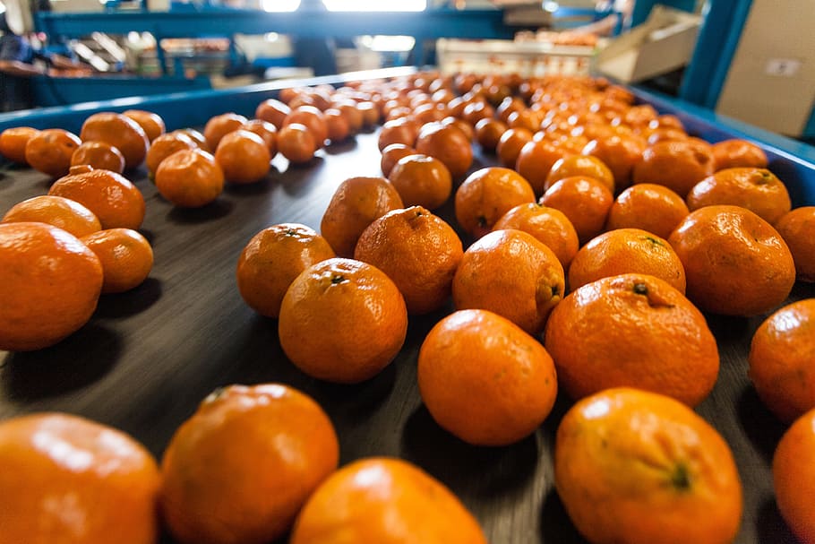naranja, producción, embalaje, trabajo, comida y bebida, comida, frescura, alimentación saludable, fruta, gran grupo de objetos