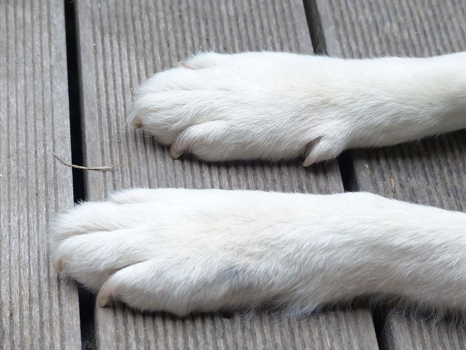 short-coated, white, surface, Dog, Paws, Foot, Animal, animal paws, dog paws, white color