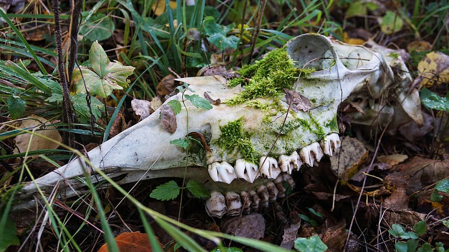 skull, bone, skeleton, head, elk, animal, forest, leaves, the remains, teeth