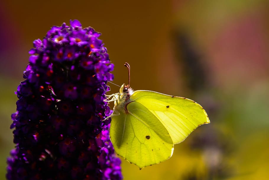Gonepteryx Rhamni, Mariposa, Flor, insecto, naturaleza, mariposas, amarillo, verano, púrpura, un animal
