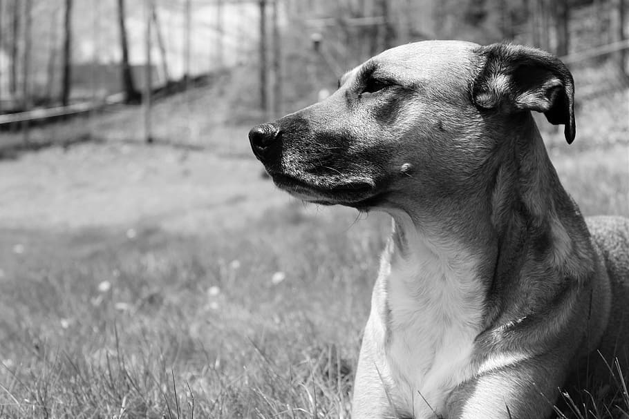 グレースケール写真, 犬, 嘘, 草, 黒と白, 救助犬, 一匹の動物, イヌ, ペット, 動物テーマ
