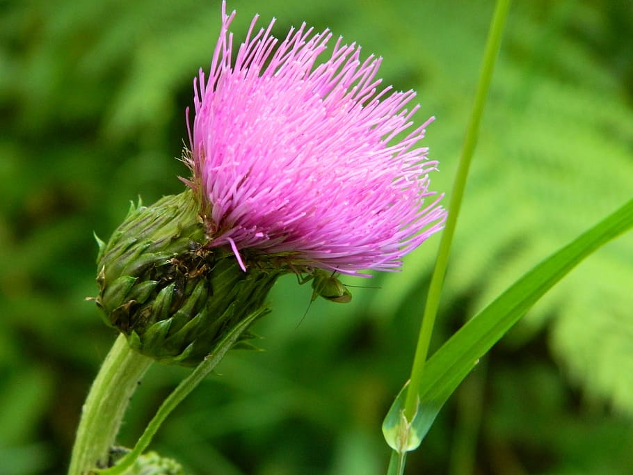 flor, cardo, verde, prado, naturaleza, planta, verano, primer plano, planta  floreciendo, frescura | Pxfuel