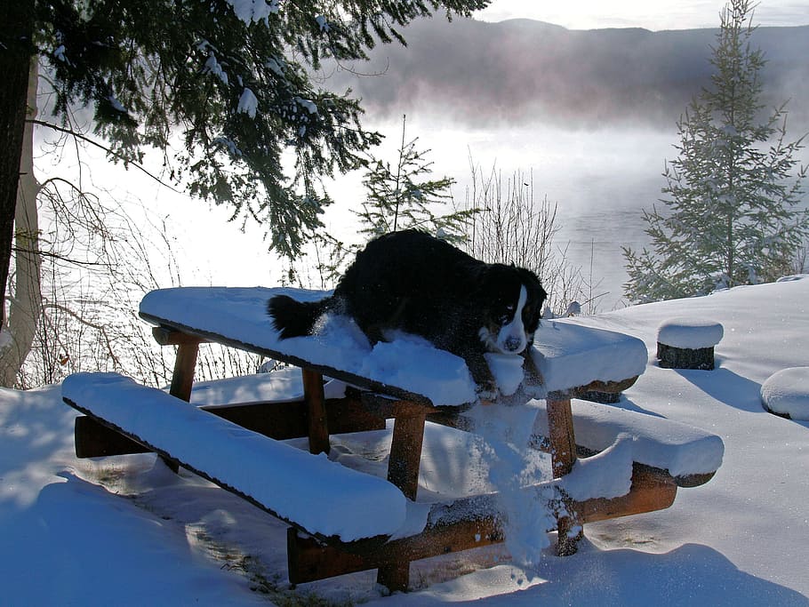 adult bernese mountain dog, lying, wooden, picnic table, snows, lake, playing, dog, bernese mountain dog, canine