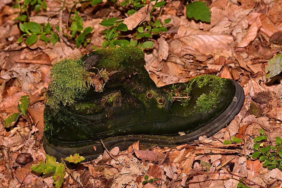 forest, shoe, lost, leaves, outdoor, plant part, leaf, animal, nature, animal themes