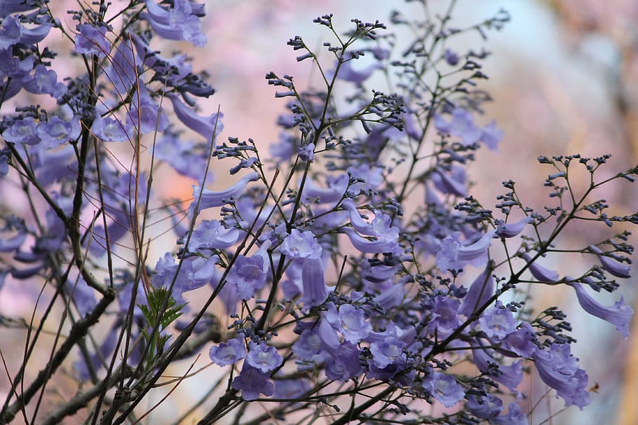 nature, purple, jacaranda tree, flowers, spring, bloom, seasonal, color, plant, flower
