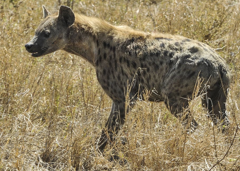 hiena nos campos, hiena, curta, savana, serengeti, mamífero, manchado, animais selvagens, natureza, tanzânia