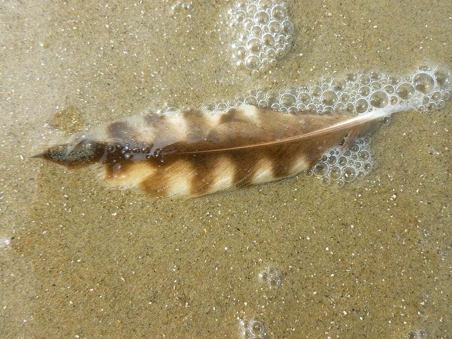 bird feather, seagull feather, vesicle, water, moist, sand beach, lost, feather, sand, nature