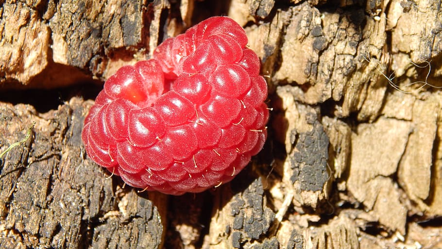 nature, raspberry, stump, red, nearby, design, close-up, food, food and drink, textured