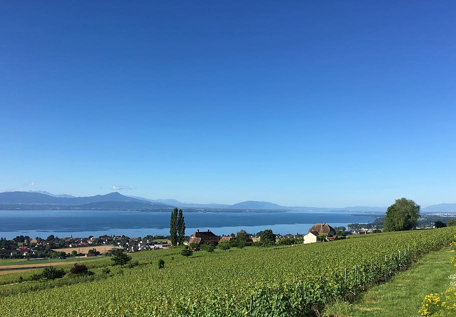 Vineyard, Lake, Switzerland, Water, landscape, sun, mountain, vaud, lake geneva, sky