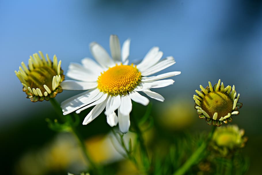 chamomile, flower, plant, herb, tea, medicinal, healthy, cure, spring, flowering plant