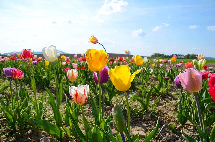 tulips, tulip field, tulpenbluete, field of flowers, spring flowers, spring, bloom, flowers, color, blossomed