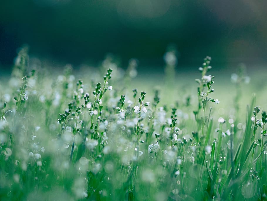 nature, grass, plants, flowers, green, plant, field, beauty in nature, selective focus, flower