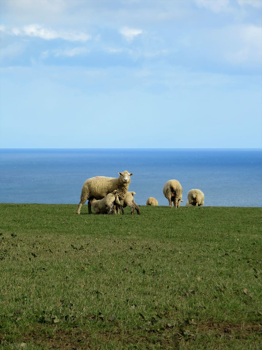 cornwall, england, sea, nature, grass, sky, landscape, sheep, pasture, flock of sheep
