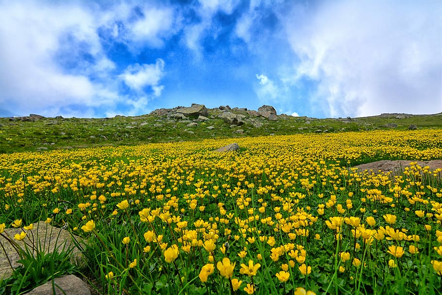 Amarillo, campo de tulipanes, azul, blanco, claro, cielo, naturaleza, área, paisaje, chan