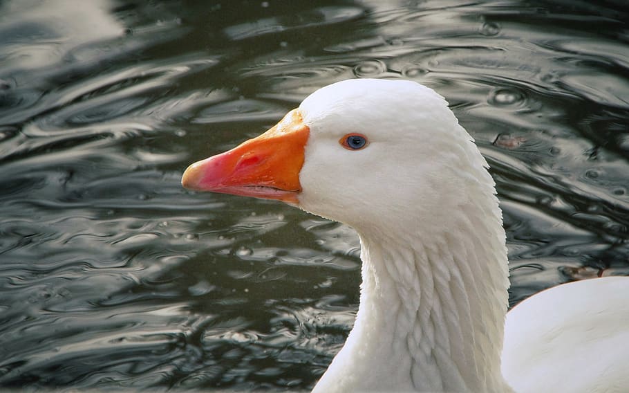 domestic goose, geese, livestock, waterfowl, portrait, feather, swim, farm, pet, chatter