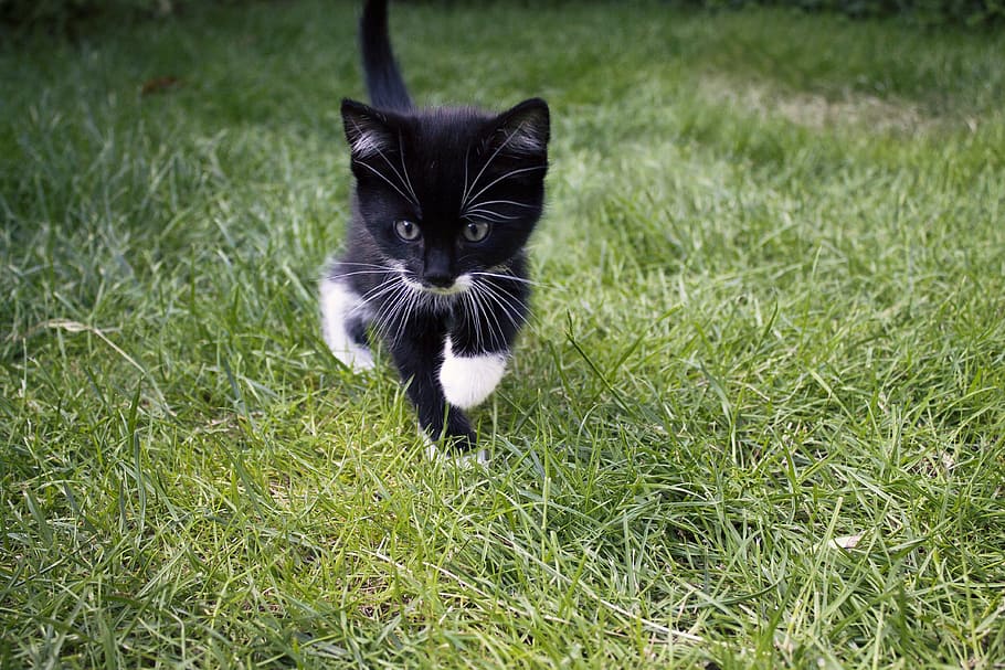 black, white, bicolor kitten, green, field, cat, maia, animal, grass, pet