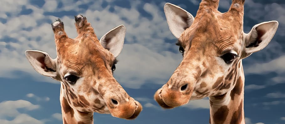 closeup, photographs, two, giraffe, funny, animal, love, view, happy, mammal
