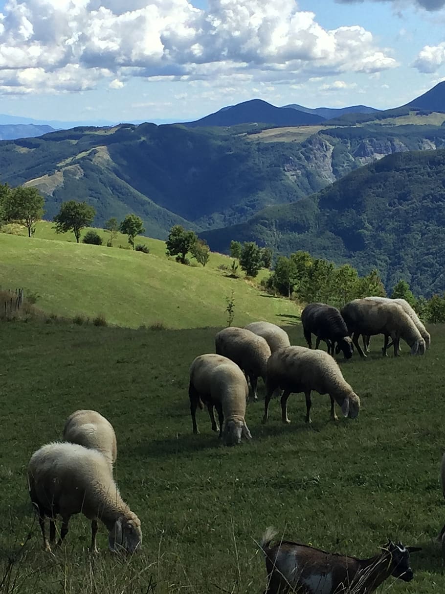 mountain, appennino, prato, sheep, pasture, clouds, sky, the apennines, mountains, landscape