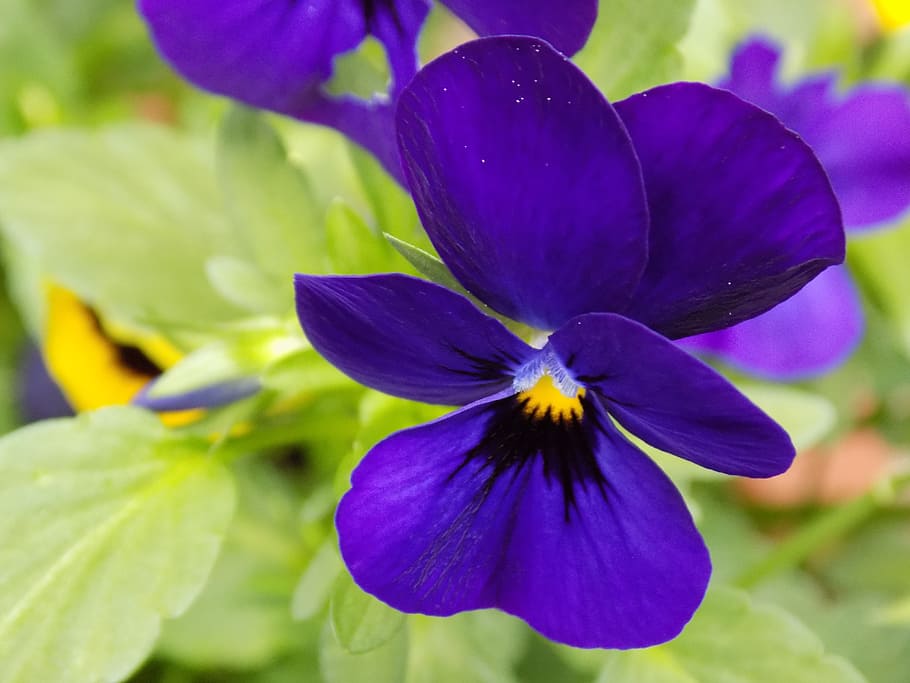 Violaceae, Violet, Pansy, 400–500, flower, purple, blue, outdoors, close-up, flowering plant