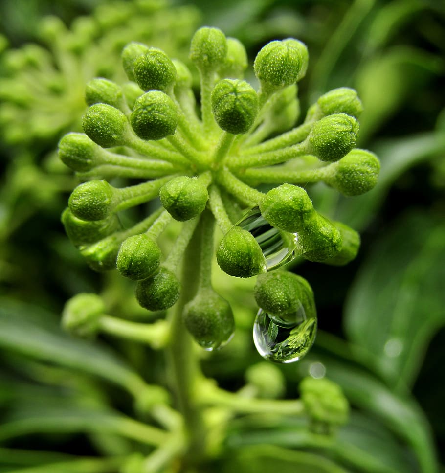 plant, green, ovary, faded, drop of water, mirroring, leaves, green color, freshness, growth