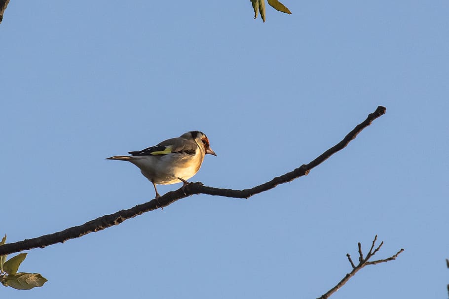 Goldfinch, Stieglitz, low-angle, photography, bird, perched, tree, branch, calm, sky