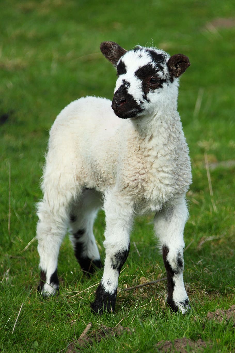 branco, preto, cordeiro, bebê, bonitinho, campo, grama, novo, ovelha, primavera